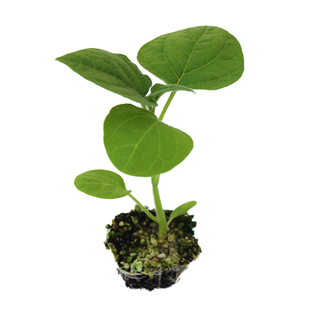 广东南方苗秧秧苗茄子种西瓜黄瓜小番茄西红柿辣椒春季菜苗蔬菜子