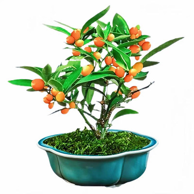 金豆盆景老桩年宵花盆栽观果花卉