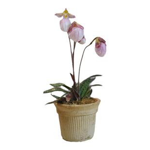 PHYSIS会吹粉色气球的」玉女兜兰硬叶兜兰室内超好养盆栽耐阴ins