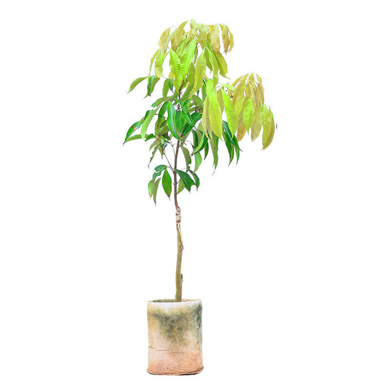 旺顺果苗常年种植常绿荔枝苗高产