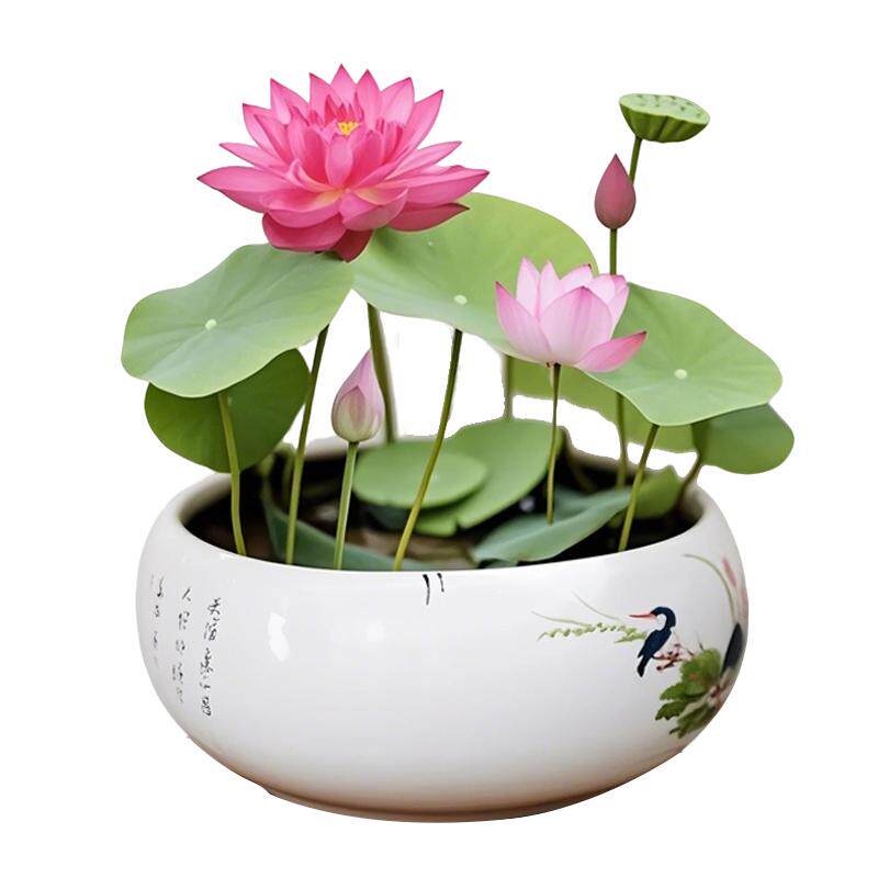 【正宗碗莲】菜莲百倍赔偿