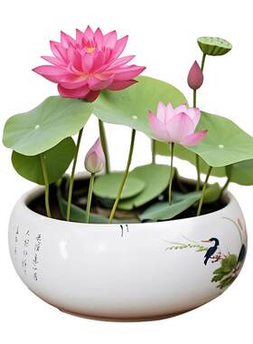 【正宗碗莲】菜莲百倍赔偿