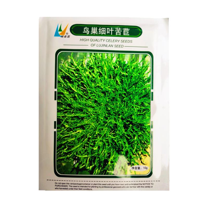 苦菊种籽孑鸟巢细叶苦菊种子10g蔬菜种子阳台菜园大田种植苦菊籽