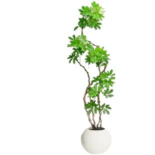 鸭脚木客厅大型盆栽室内落地式植物鸭掌木鹅掌柴八方来财真造型