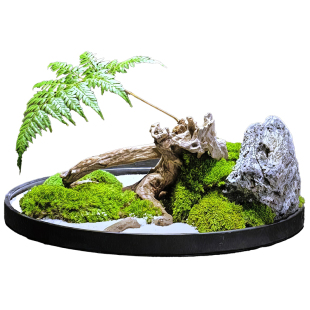 上海餐桌摆件转盘中间装饰摆花永生苔藓微景观圆盘假绿植布置造景