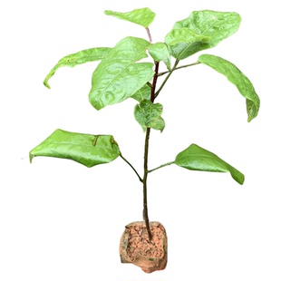 正宗富贵子树苗凤眼果树苗苹婆果树苗频婆果树苗带土带叶广州发货