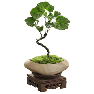 福禄桐钱多多造型盆景办公室内桌面工位茶几好养小绿植花卉常青