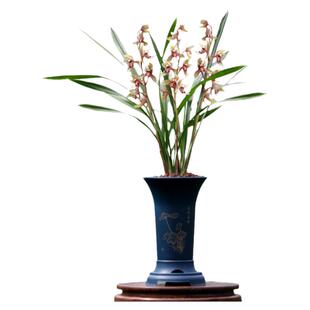 翁源兰花苗正品四季建兰玉如娇带花浓香好养台北仙子室内花卉盆栽