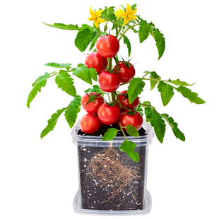 儿童种植小盆栽小番茄草莓种子套装凤仙花种籽小学生观察植物种子