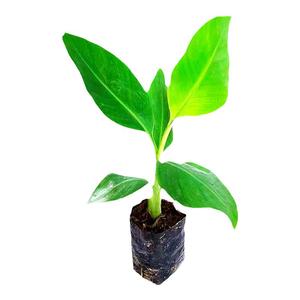 矮化香蕉树苗高产中蕉9号芭蕉树盆栽地栽当年结果红美人红香蕉苗