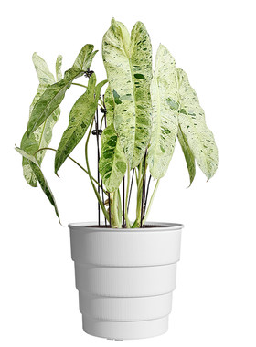【专利设计】美莳热植专用控根盆