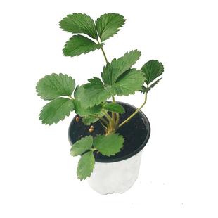 四季草莓苗盆栽带盆带土家庭阳台种植奶油天使草莓秧子地栽草莓苗