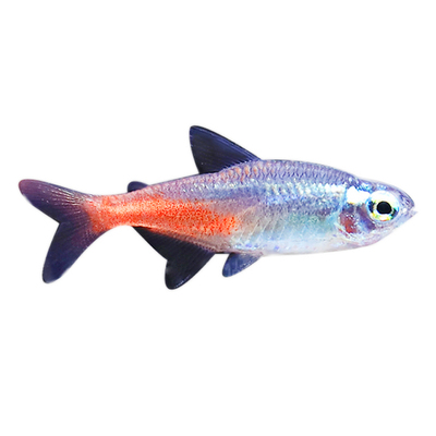 热带鱼观赏鱼灯科鱼钻石灯日光灯