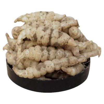 2024年新鲜宝塔菜葫芦地地