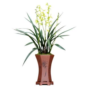 翁源喜花里年宵花白墨墨兰经典碧绿年宵花叶片油绿高大挺拔兰花苗