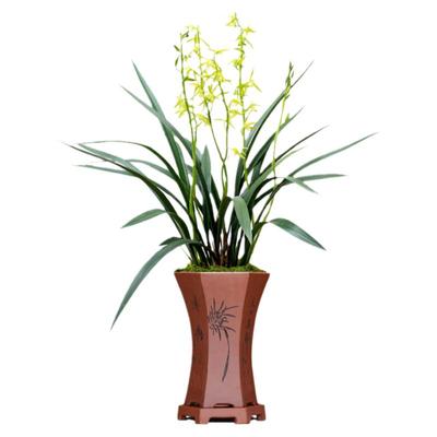 翁源兰花白墨墨兰经典年宵花带花