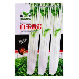 白玉香芹菜种子白杆实芹玻璃脆耐热抗寒农家夏秋季播西芹籽蔬菜籽