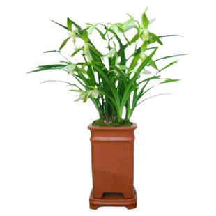 春节年宵大花蕙兰带花苞发货含室内盆栽浓香型各种名贵精品兰花苗