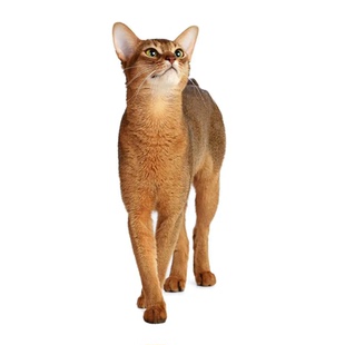 阿比西尼亚猫鉴定师咨询猫品相品种鉴定估价原始色小鹿色阿比鉴定