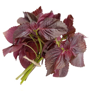 紫苏子紫苏种子紫苏叶种籽盆栽可食用种植苗四季籽种蔬菜孑苏子叶