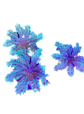 珊瑚活体大手心花人工绿芯海水