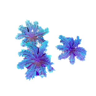 人工金边大手心花 绿芯金边大手心花珊瑚手星花珊瑚海水宠物活体