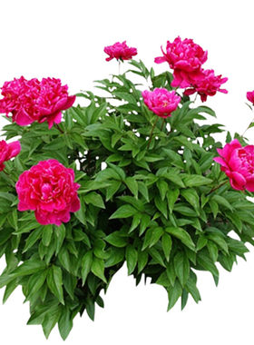 玻璃生菜新鲜蔬菜叶菜类生菜烤肉凉拌甜脆多汁沙拉菜农家新鲜蔬菜