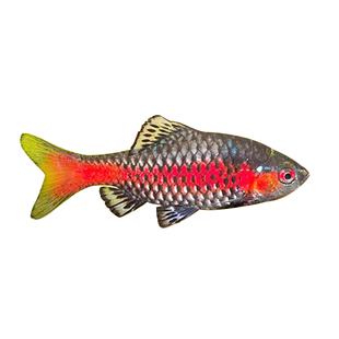 原生鱼溪流缸钻石彩虹鲫鱼红黑宝石鲫大帆玫瑰樱桃鲫紫光新手易养