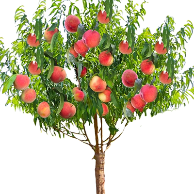 水蜜桃树果苗嫁接阳山黄金水蜜桃