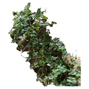 掬涵大型仿真绿植垂吊管道遮蔽装饰爬藤缠绕藤蔓装饰墙面造景气氛