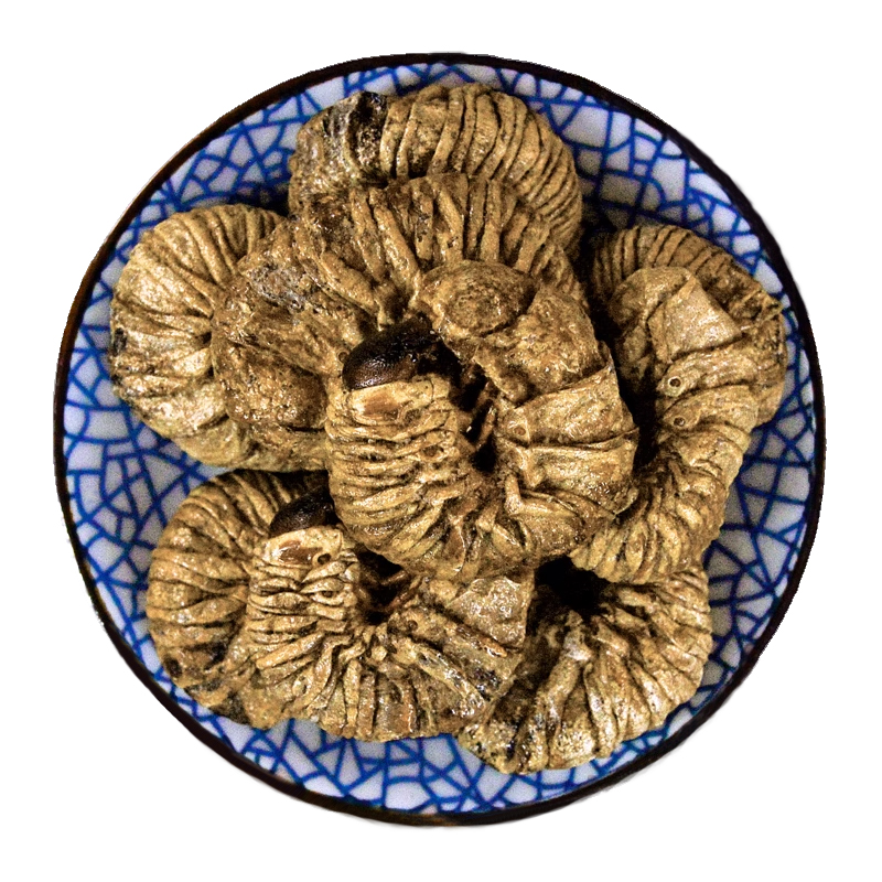 芝麻虫中药材静萱正品豆虫干货豆天蛾芝麻虫粉药用大个豆丹钓鱼用