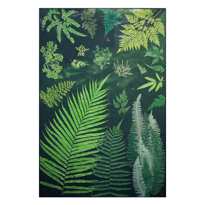种籽造物超大幅蕨类植物标本画