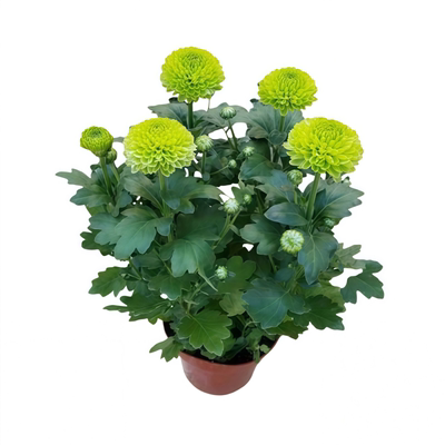 重瓣大花菊花苗盆栽四季开花阳台