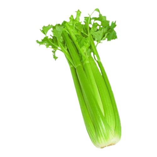 加洲王芹菜种子西芹四季蔬菜青菜西芹种子春夏秋冬香芹种籽孑