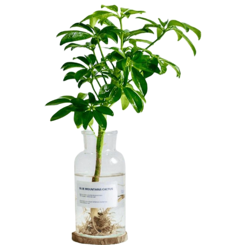 水培植物鸭脚木盆栽绿植八方来财七叶莲室内花卉苗好养活净化空气