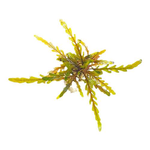 羽裂水蓑衣雨裂大安水蓑衣荷兰景水草水下叶中后景宫廷淡鱼缸造景
