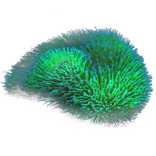 印尼绿木耳皮革手指皮革人工繁殖软体珊瑚长须花环非日皮海水活体