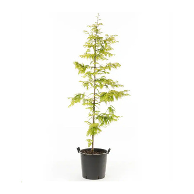 水杉水培鱼缸造景树苗老桩盆栽