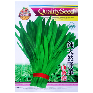 野生面条菜种子春季四季特色菜野菜阳台盆栽农家疏蔬菜种籽孑大全