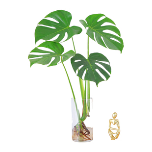 龟背竹水培植物盆栽室内办公室桌面绿植花卉盆景四季常青净化空气