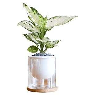 水培植物白如意皇后白象吉利红万年青办公室内桌面好养懒人绿植花