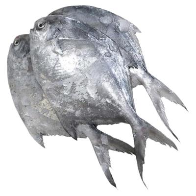 银鲳鱼野生海捕码头直发顺丰空运