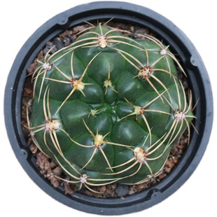 实生海王仙人球收藏趴刺美花红花粉花白花仙人掌多肉阳台庭院盆栽