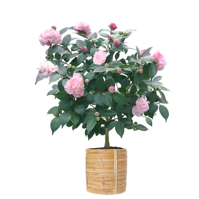 开花率高好养适合新手茶花入门