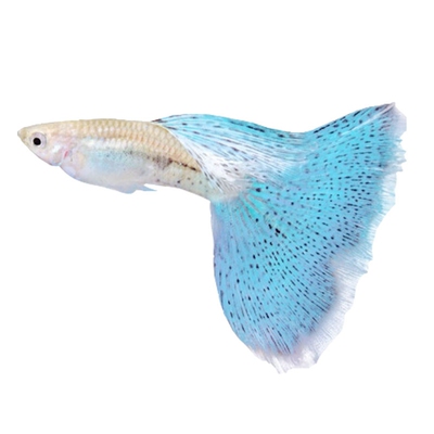 热带观赏鱼纯种淡水孔雀鱼耐活鱼