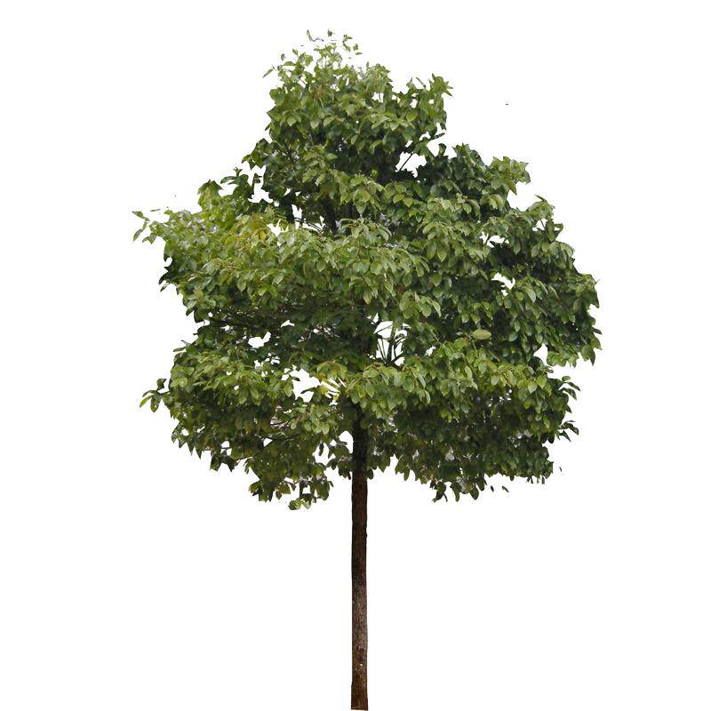 香樟树苗龙脑小苗驱蚊虫四季常青庭院绿化工程盆栽地栽南北方种植