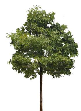 香樟树苗龙脑小驱蚊虫四季常