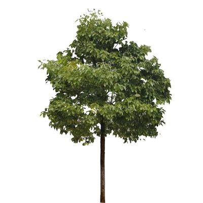 香樟树苗龙脑小驱蚊虫四季常