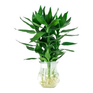 富贵竹水培植物客厅转运竹室内观音竹龙竹绿植盆栽带根节节高植物