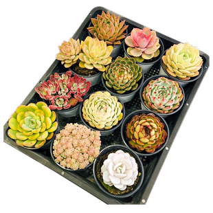 壹分皿 景天科拟石莲花属 多肉植物萌肉盆栽桌面植物迷你多肉